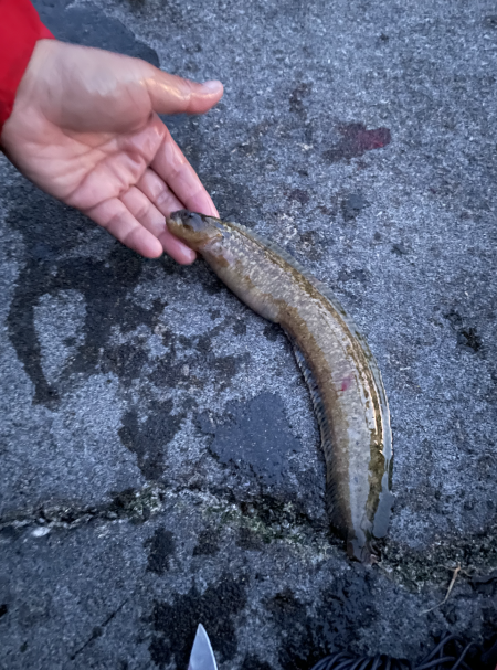 ギンポ＆ボラ♪